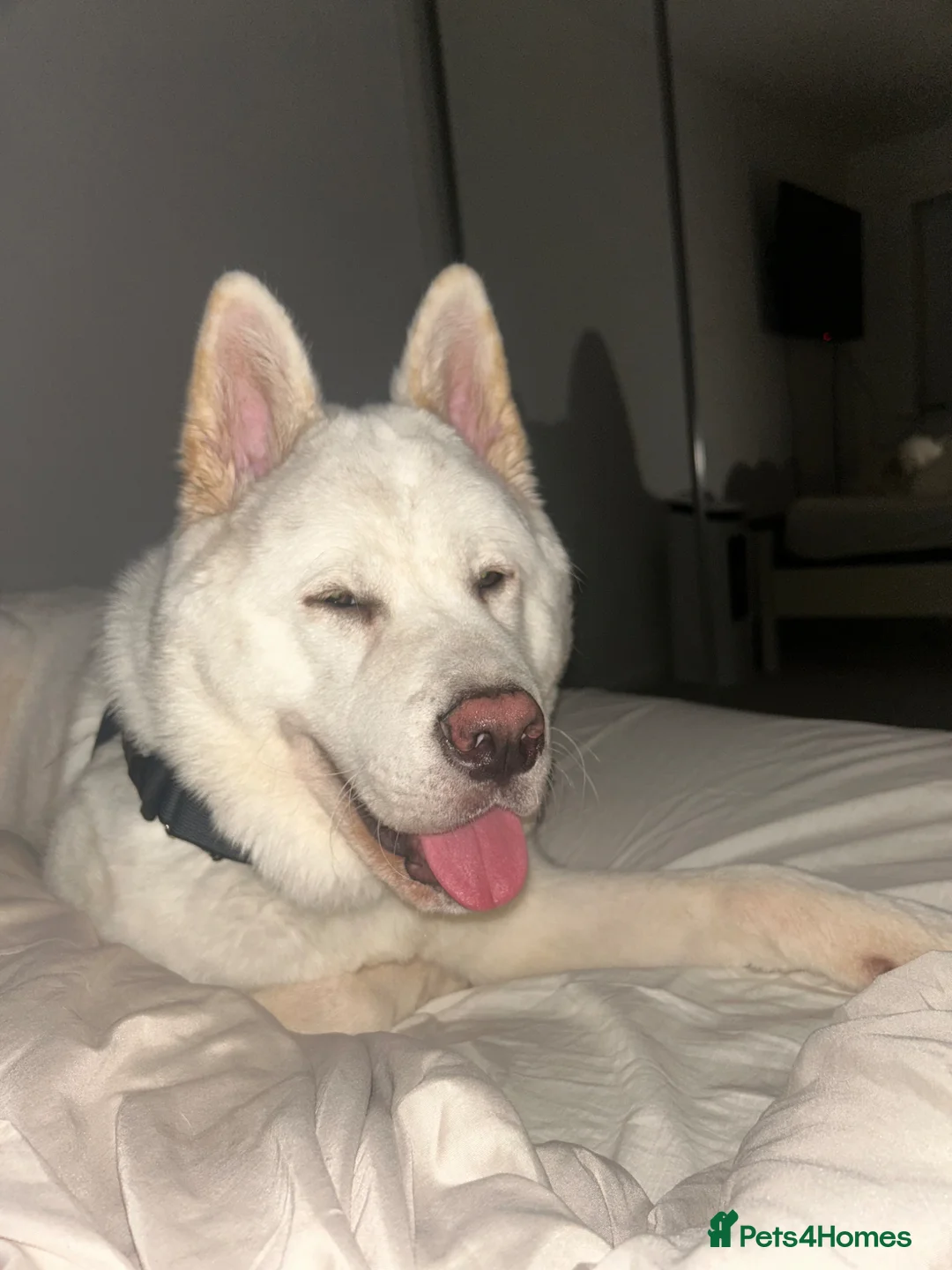 Akita dogs for sale: American Akita - Yuki  - Advert 3