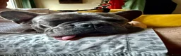 French Bulldog dogs for sale: BEAUTIFUL FEMALE FRENCHIE Available now.  in Holmfirth - Advert 5