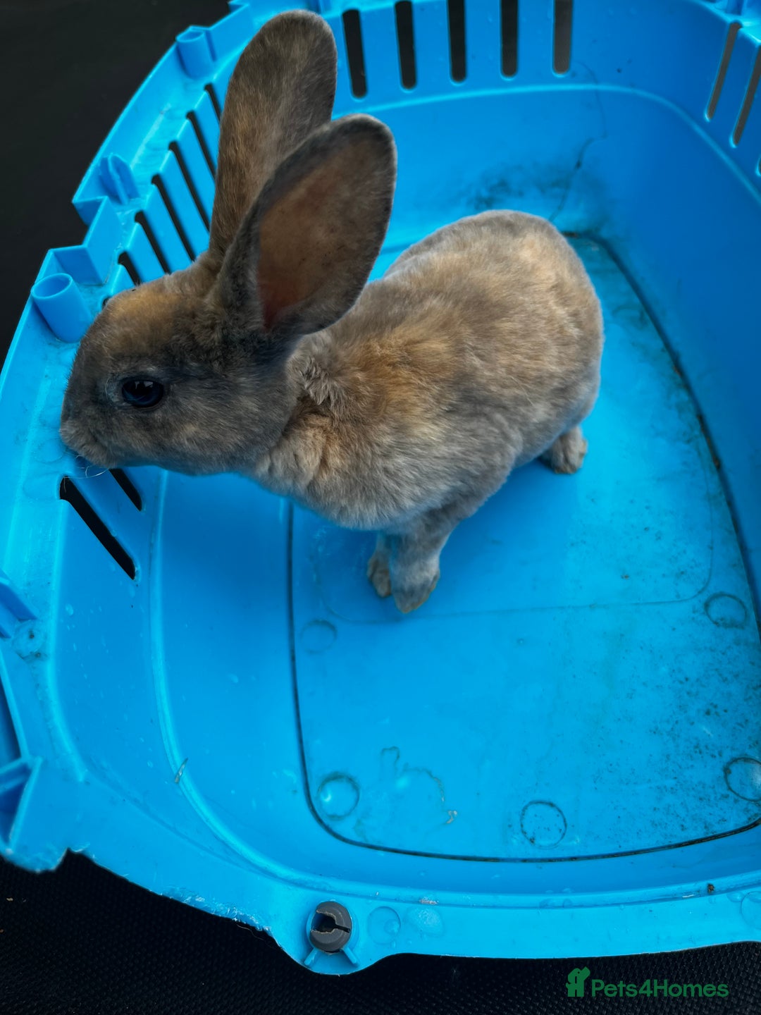 Rex rabbits for sale: Bunnies for sale  - Image 5
