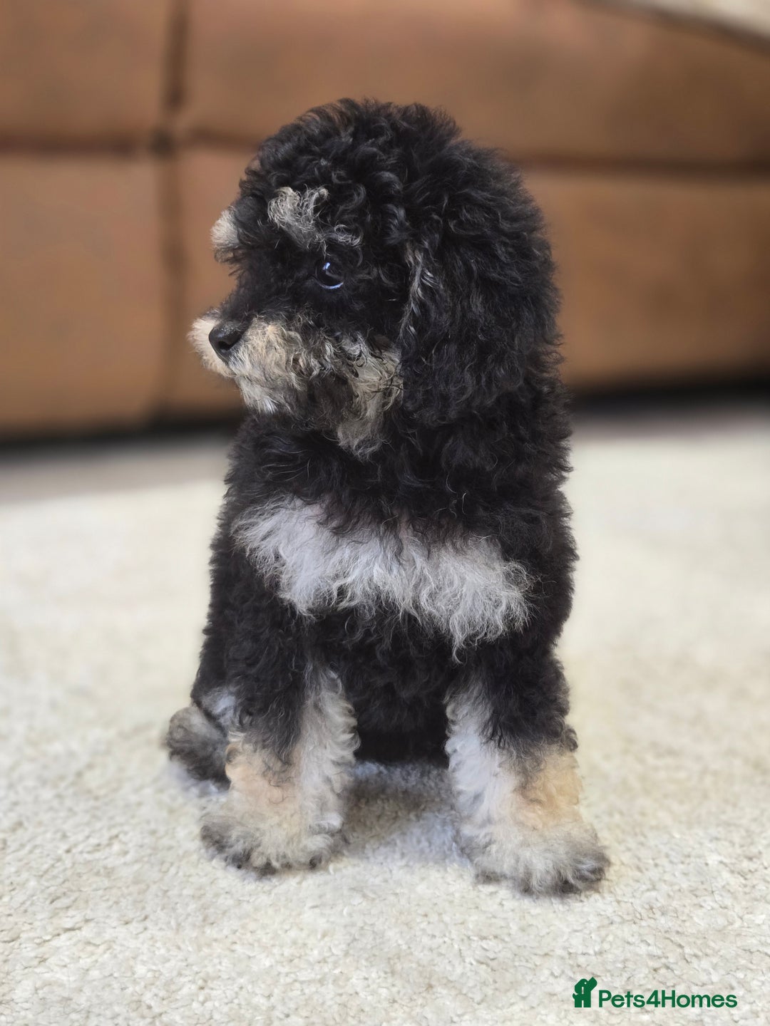 Toy Poodle dogs for sale: Gorgeous Tiny Toy Poodle Pups  - Image 5