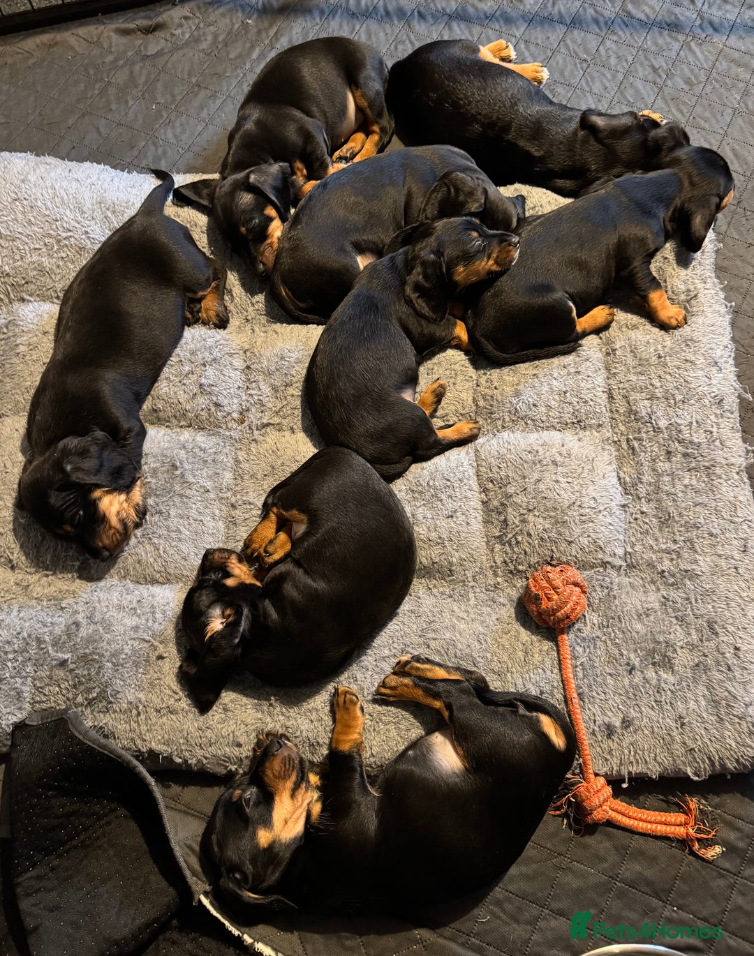 Dachshund dogs for sale: Gorgeous Standard wire haired & smooth Dachshunds - Advert 4