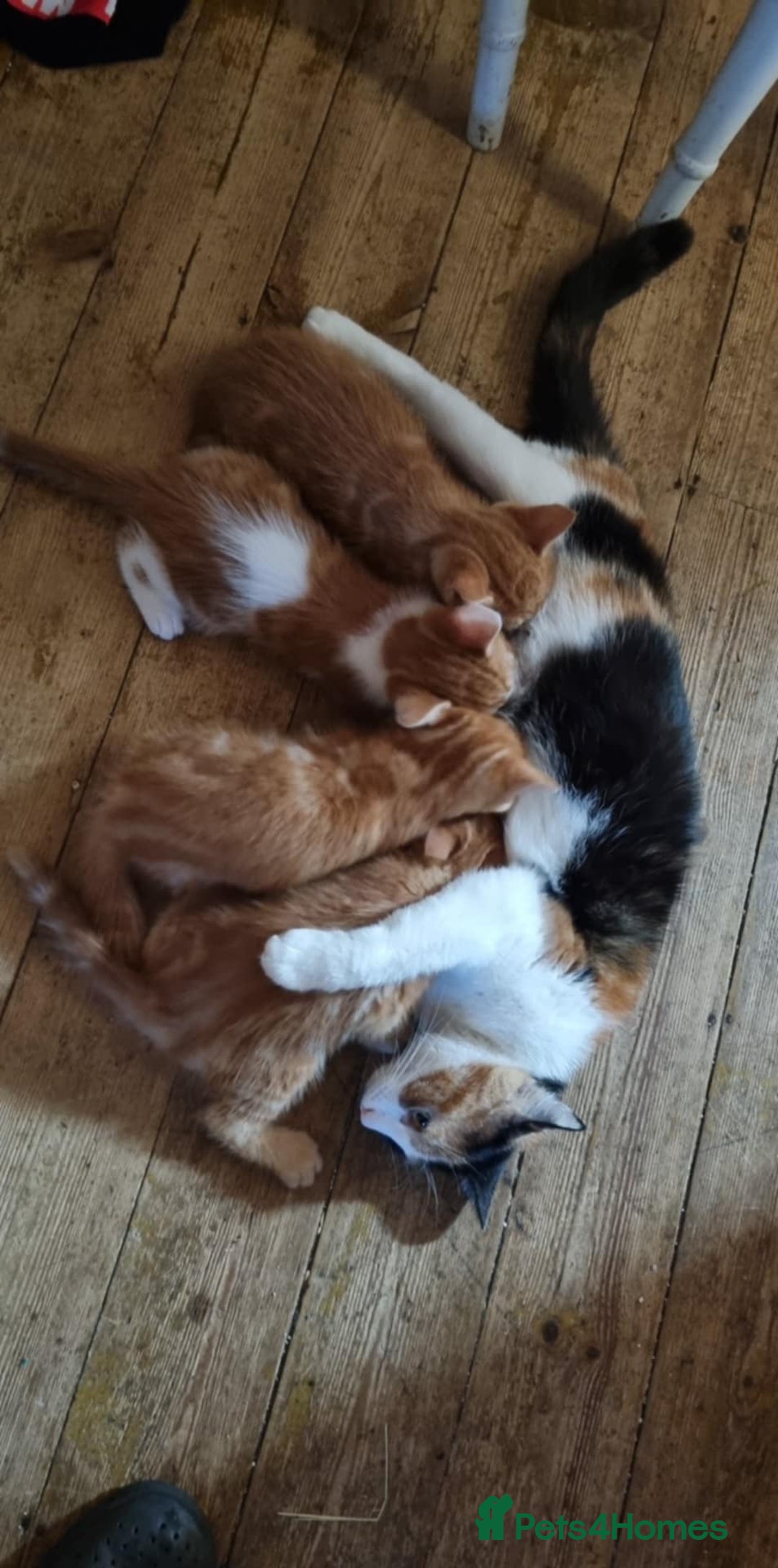 Mixed Breed cats for sale: Adorable Kittens. Ginger males - Image 5