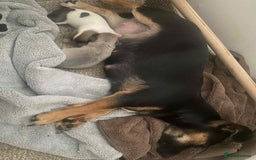 Mixed Breed dogs for sale: Jack russel cross chichuhua puppies Jackawawa - Image 11