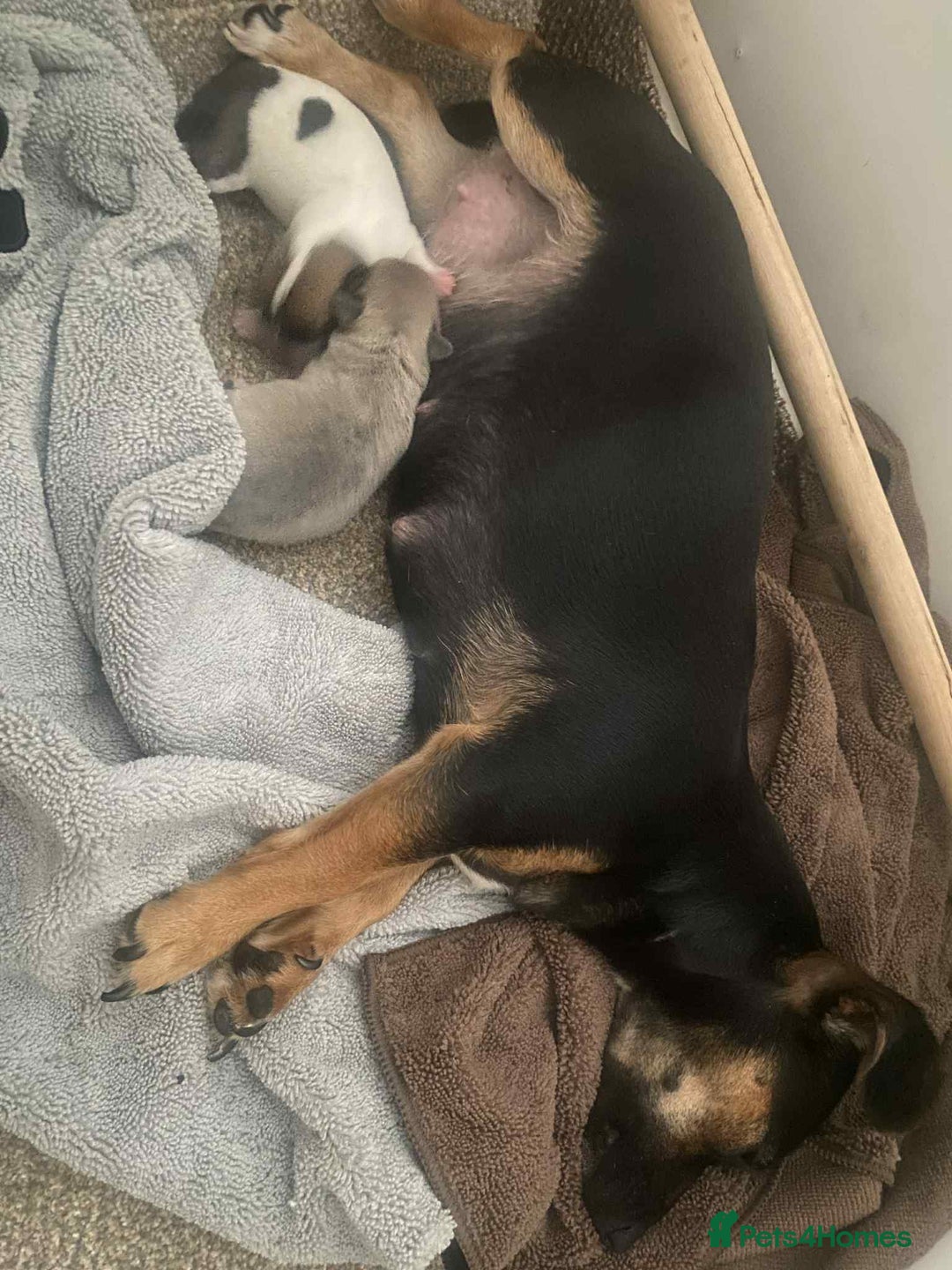 Mixed Breed dogs for sale: Jack russel cross chichuhua puppies Jackawawa - Image 11