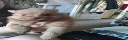Pomeranian dogs for sale: Pomeranian pups - Advert 7