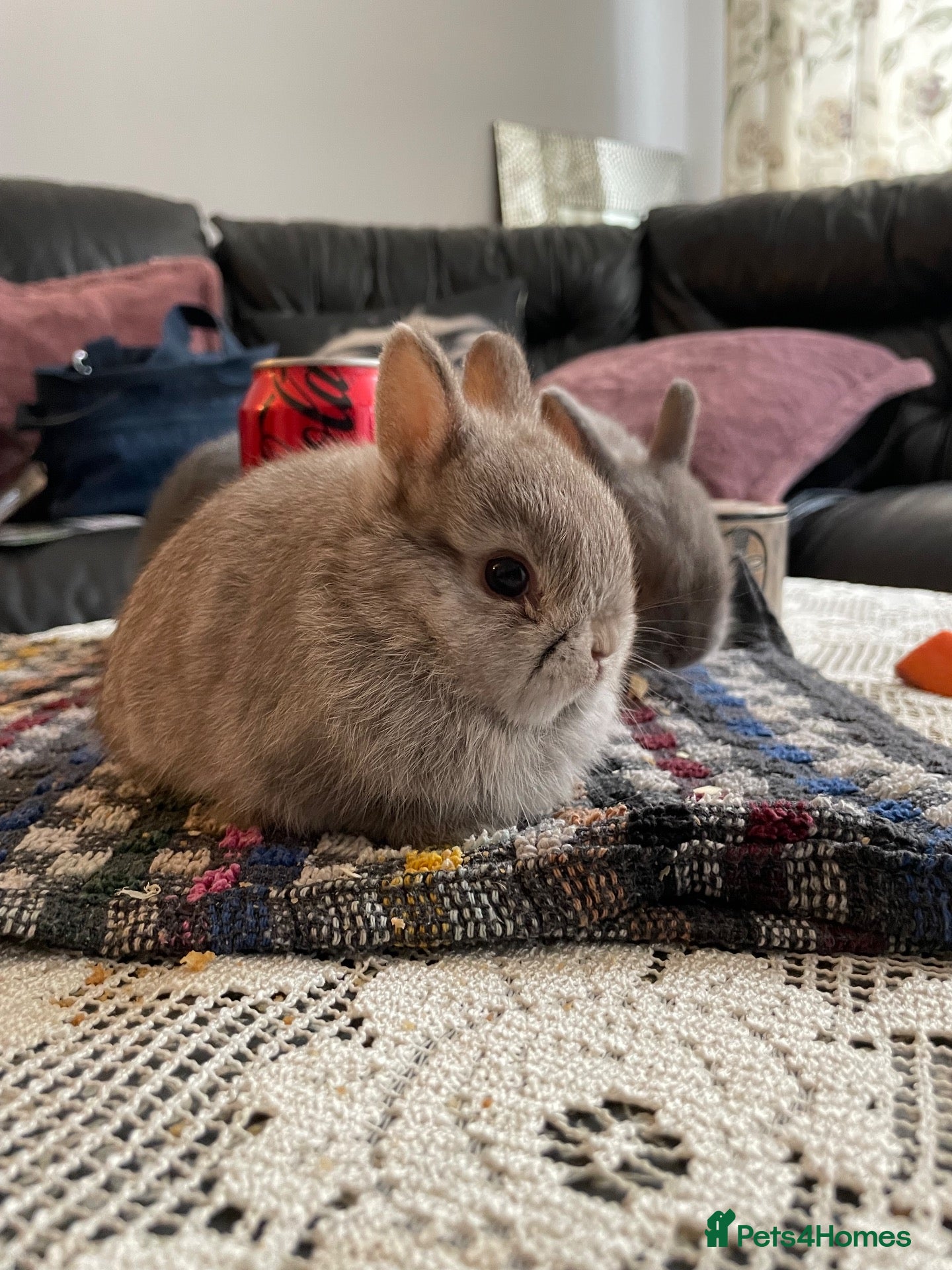 Netherland Dwarf rabbits Netherland Dwarf purebred Baby Rabbits NEW  - Advert 2