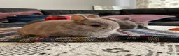 Netherland Dwarf rabbits for sale: Netherland Dwarf purebred Baby Rabbits NEW  - Advert 2