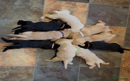 Labrador Retriever dogs for sale: Labrador puppies  - Advert 2