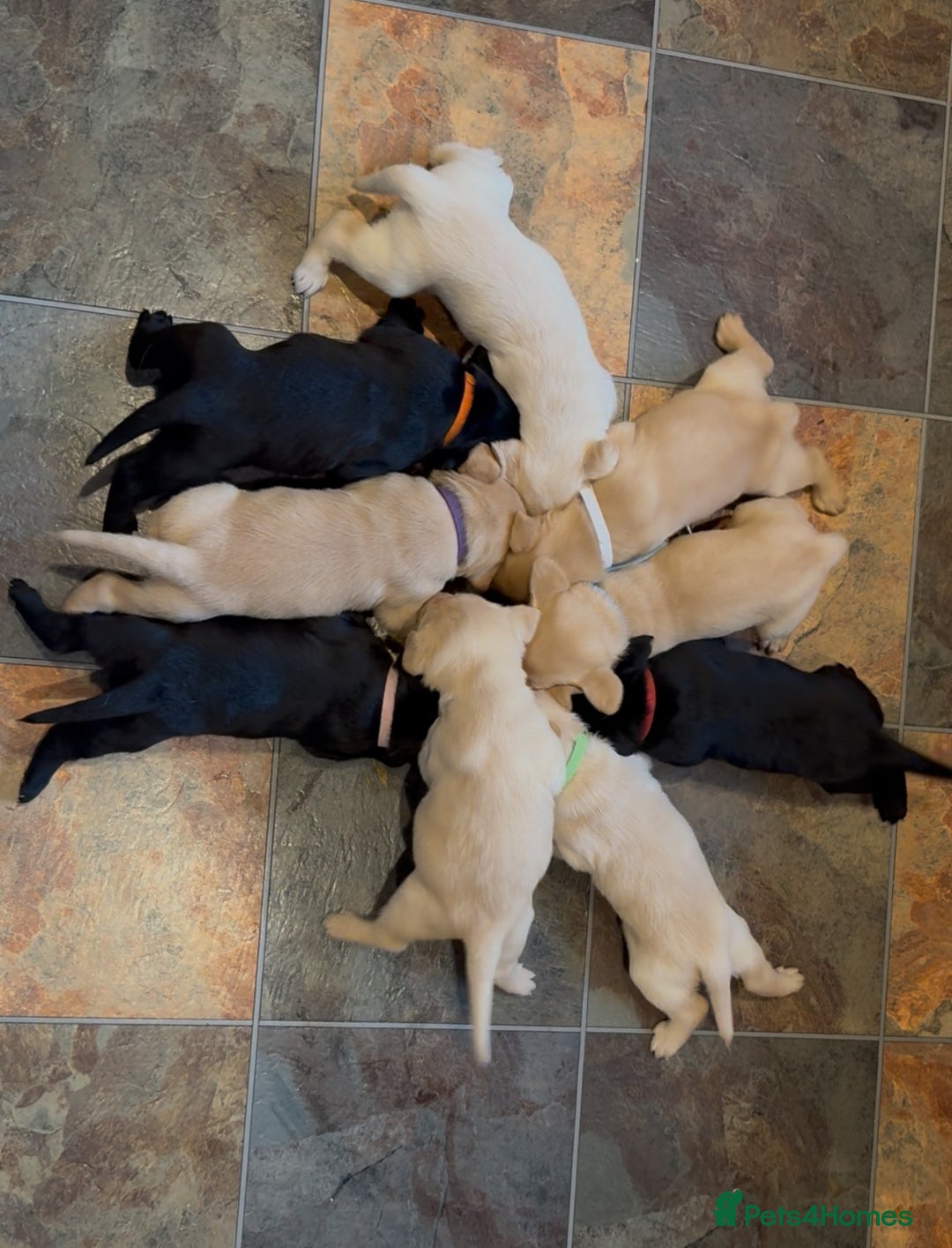 Labrador Retriever dogs for sale: Labrador puppies  - Advert 2
