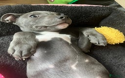 Staffordshire Bull Terrier dogs for sale: Beautiful female Staffordshire bull terrier  - Image 3