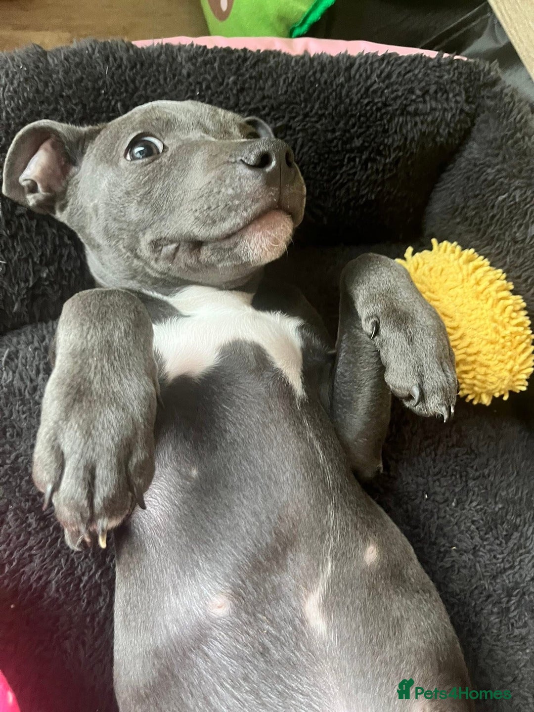 Staffordshire Bull Terrier dogs for sale: Beautiful female Staffordshire bull terrier  - Image 3