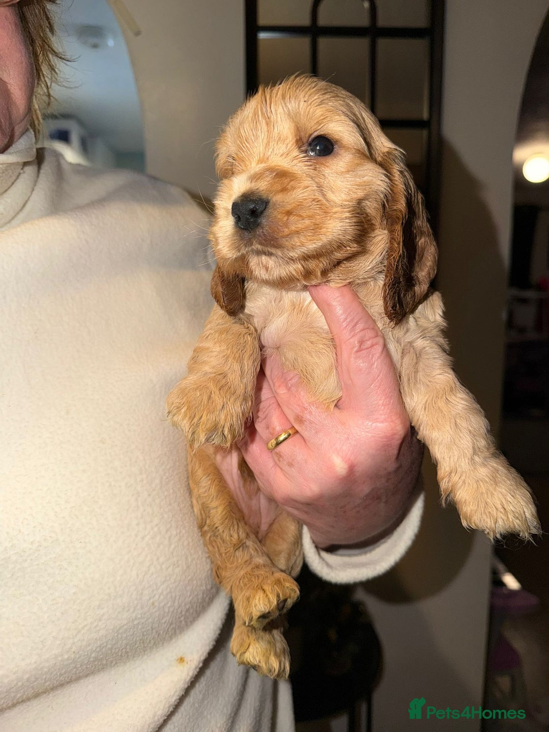 Cocker Spaniel dogs for sale: KC Golden Show Cocker Spaniel  READY TO GO! - Advert 12