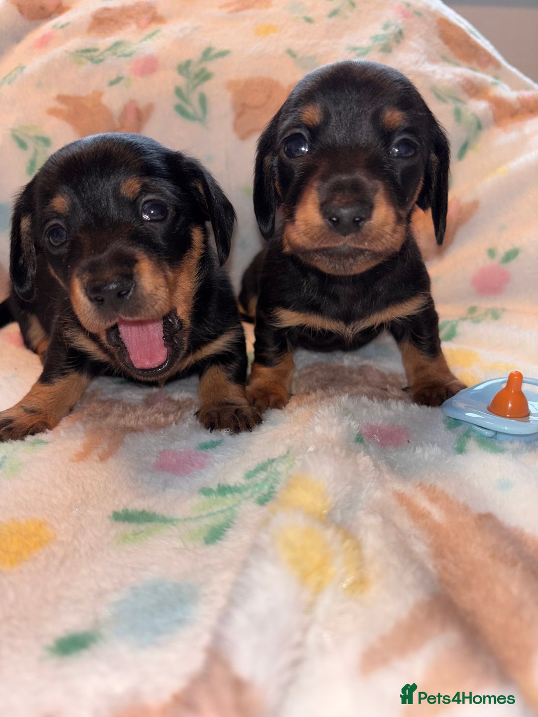 Miniature Dachshund dogs for sale: Dreamy miniature dachshunds  - Advert 26