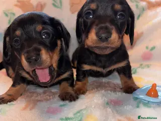 Miniature Dachshund dogs Dreamy miniature dachshunds - Advert 10