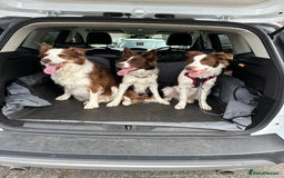 Border Collie dogs for sale: KC Reg Red Border Collie - Image 9