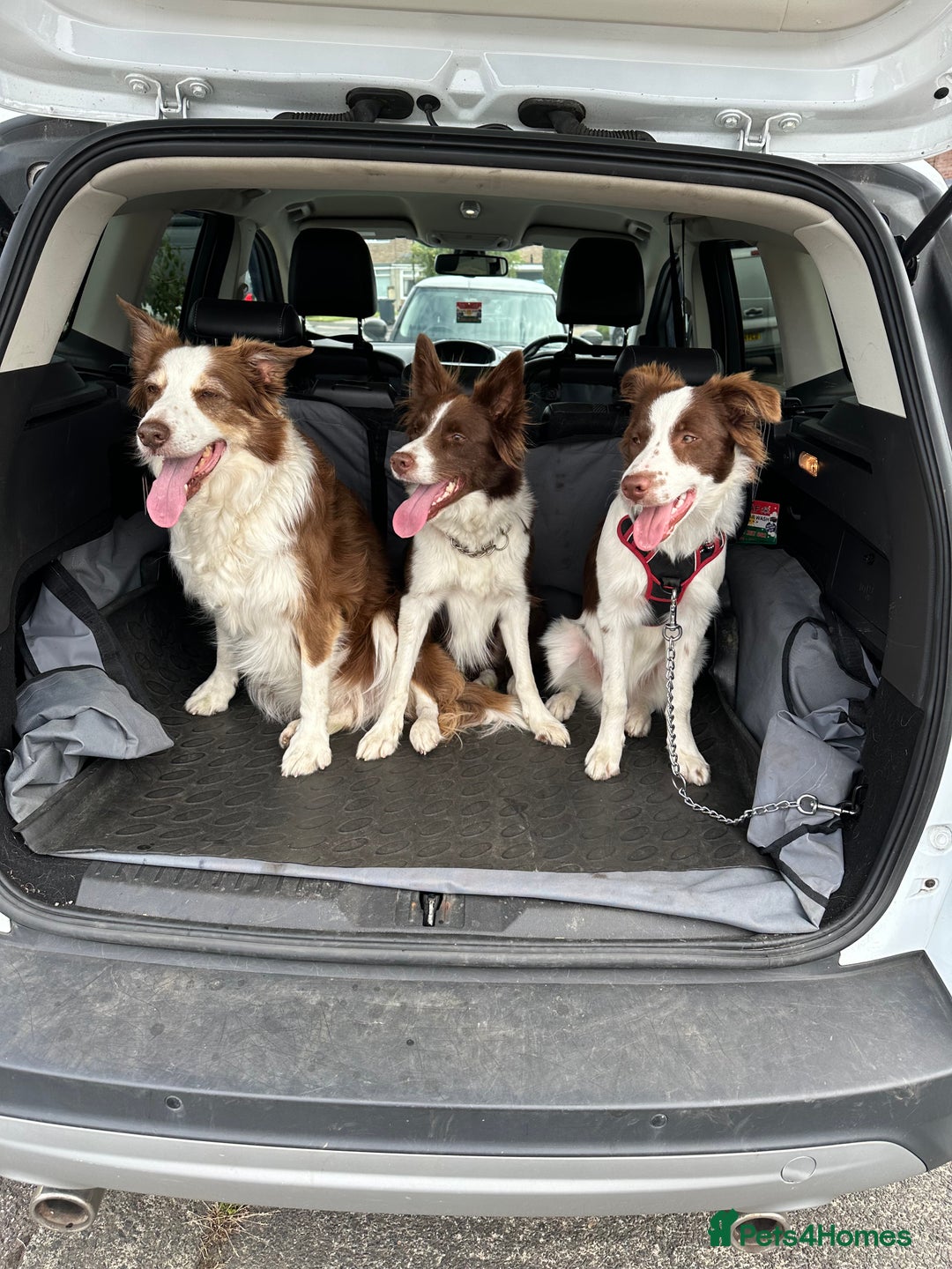 Border Collie dogs for sale: KC Reg Red Border Collie - Image 9