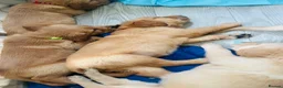 Golden Retriever dogs for sale: Golden retriever puppies (7)  in Barton-upon-Humber - Advert 16
