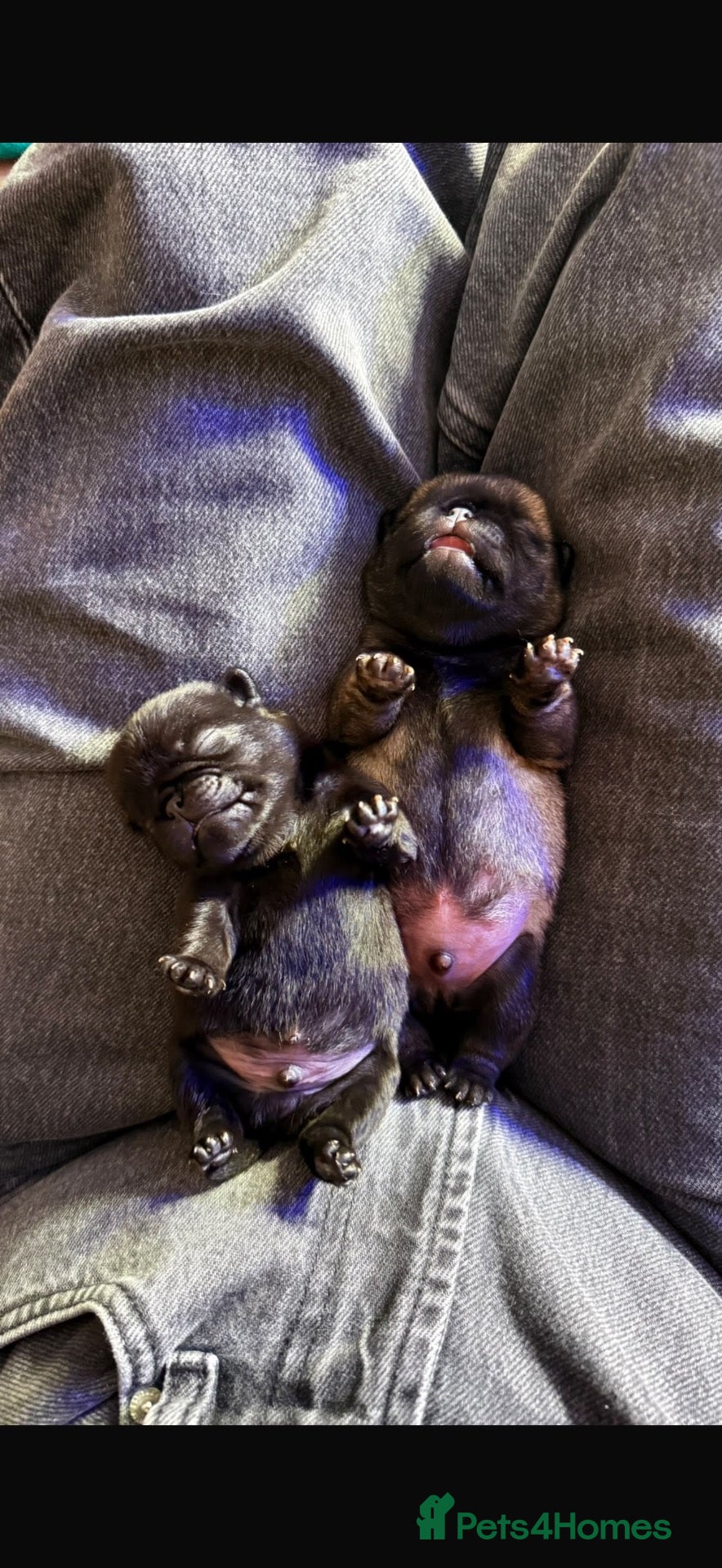 Pug dogs 🐾 **PUG PUPPIES – INTEREST NOW BEING TAKEN 🐾** - Advert 12