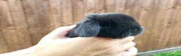 Mini Lop rabbits for sale: Beautiful mini lops - Advert 19