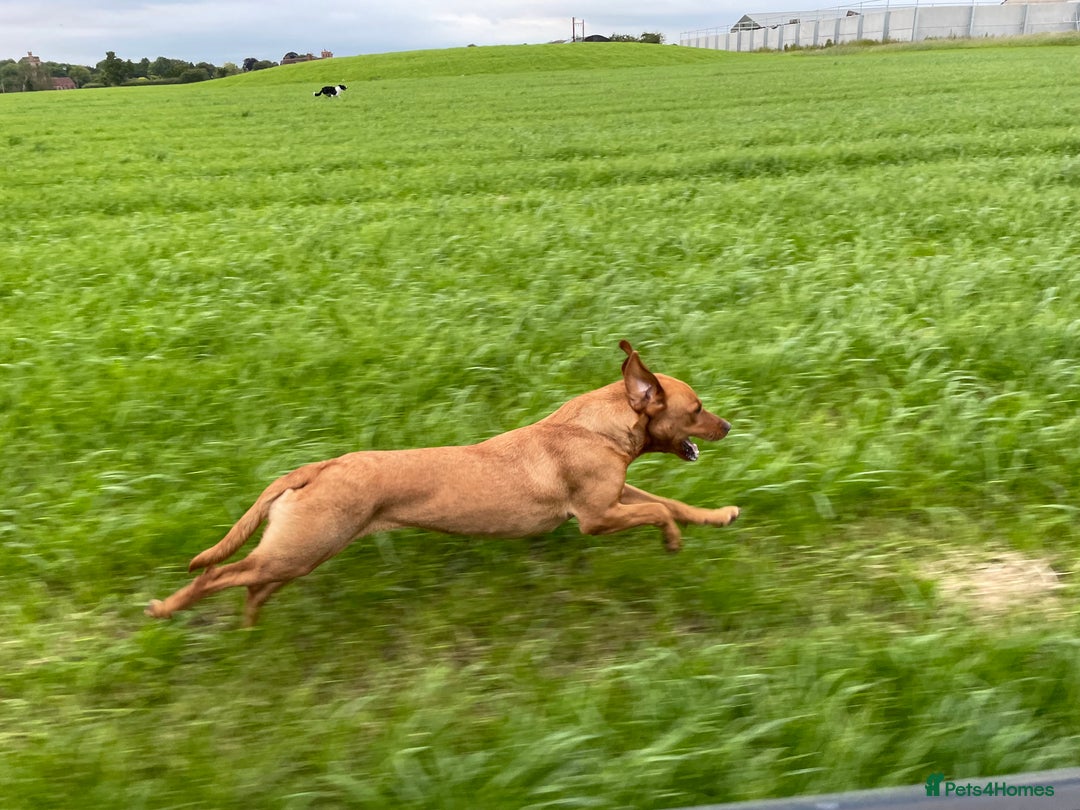 Labrador Retriever dogs for sale: Labrador puppies Black and Red fox - Advert 2