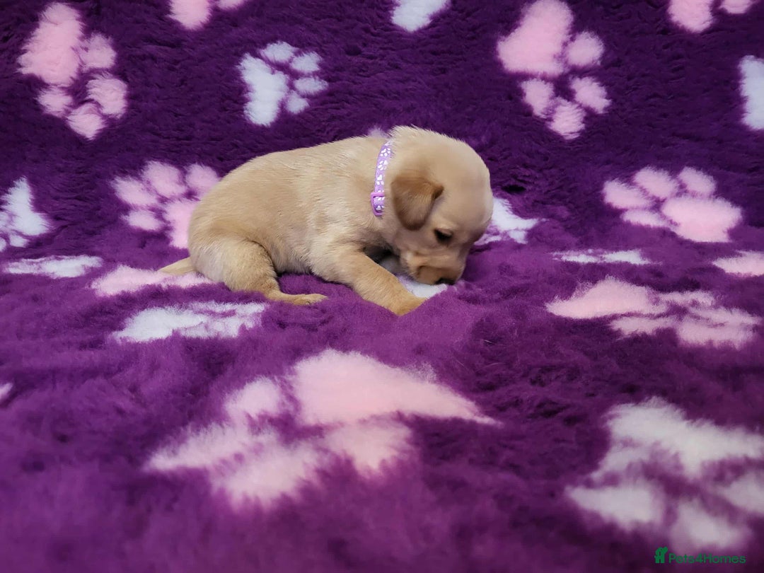 Labrador Retriever dogs for sale: KC registered yellow/black labrador puppies  - Image 7