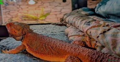 Bearded Dragon reptiles - Advert 10