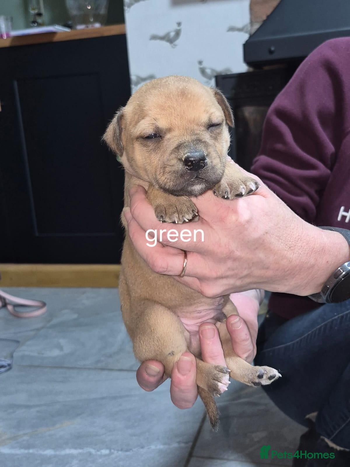 Staffordshire Bull Terrier dogs Staffordshire bull terrier pups - Advert 10