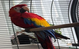 Macaws birds for sale: BABY MALE SCARLET MACAW WITH CITIES AND DNA PAPERS - Image 1