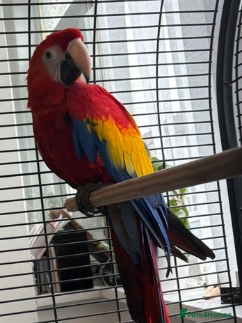 Macaws birds - Advert 1