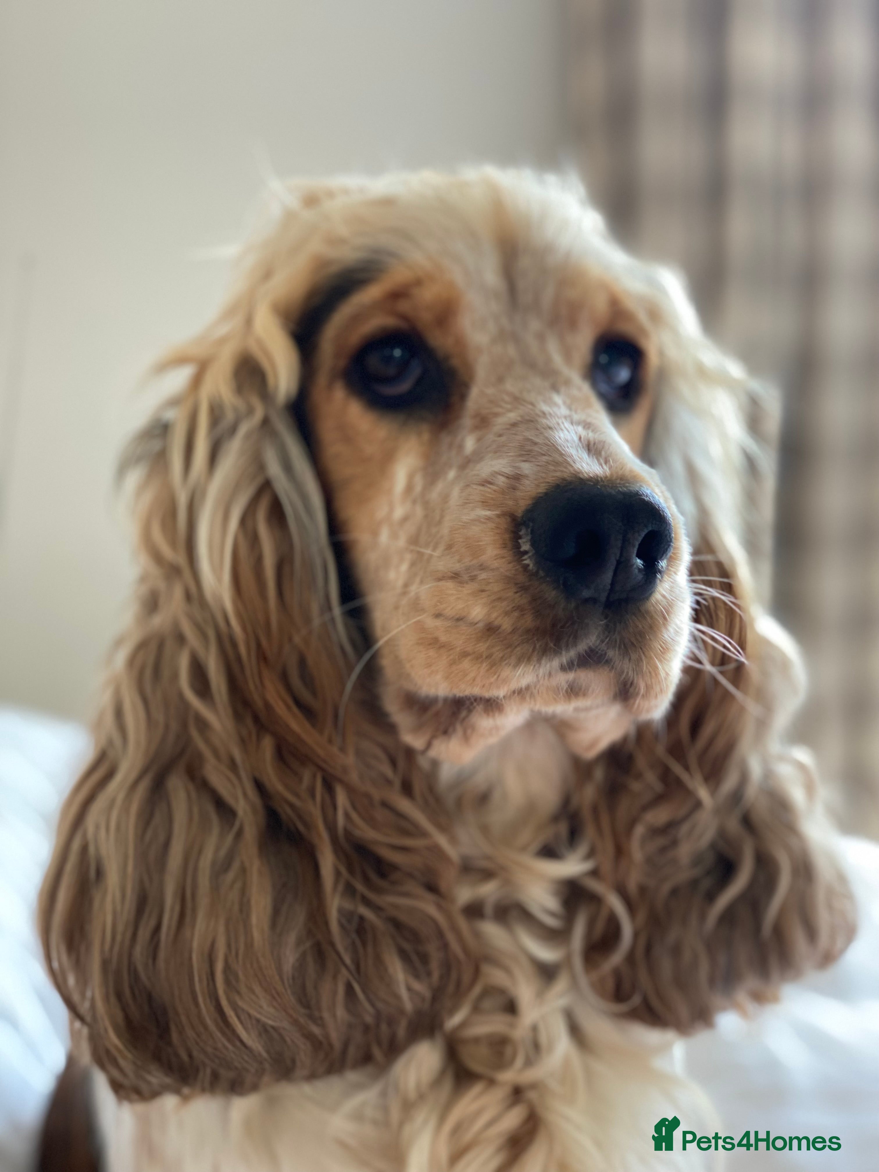 Cocker Spaniel dogs Stunning Show Cocker Spaniel litter  - Advert 8