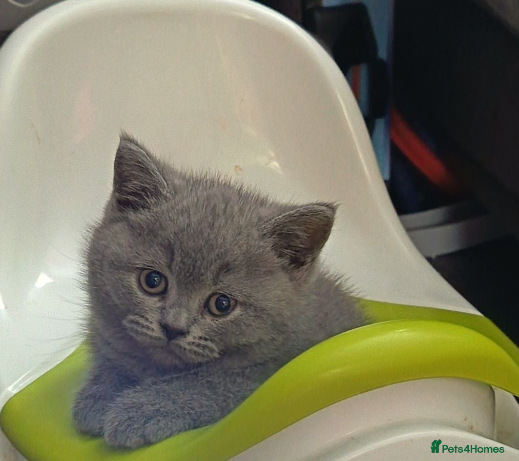 British Shorthair cats *Beautiful GCCF Reg'd Kittens*DNA Tested Parents* - Advert 11