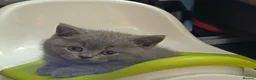 British Shorthair cats for sale: *Beautiful GCCF Reg'd Kittens*DNA Tested Parents* - Advert 2