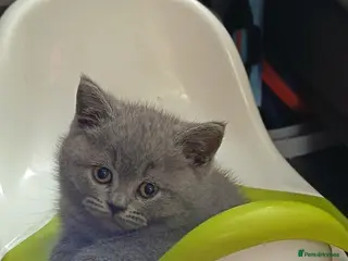 British Shorthair cats *Beautiful GCCF Reg'd Kittens*DNA Tested Parents* - Advert 2