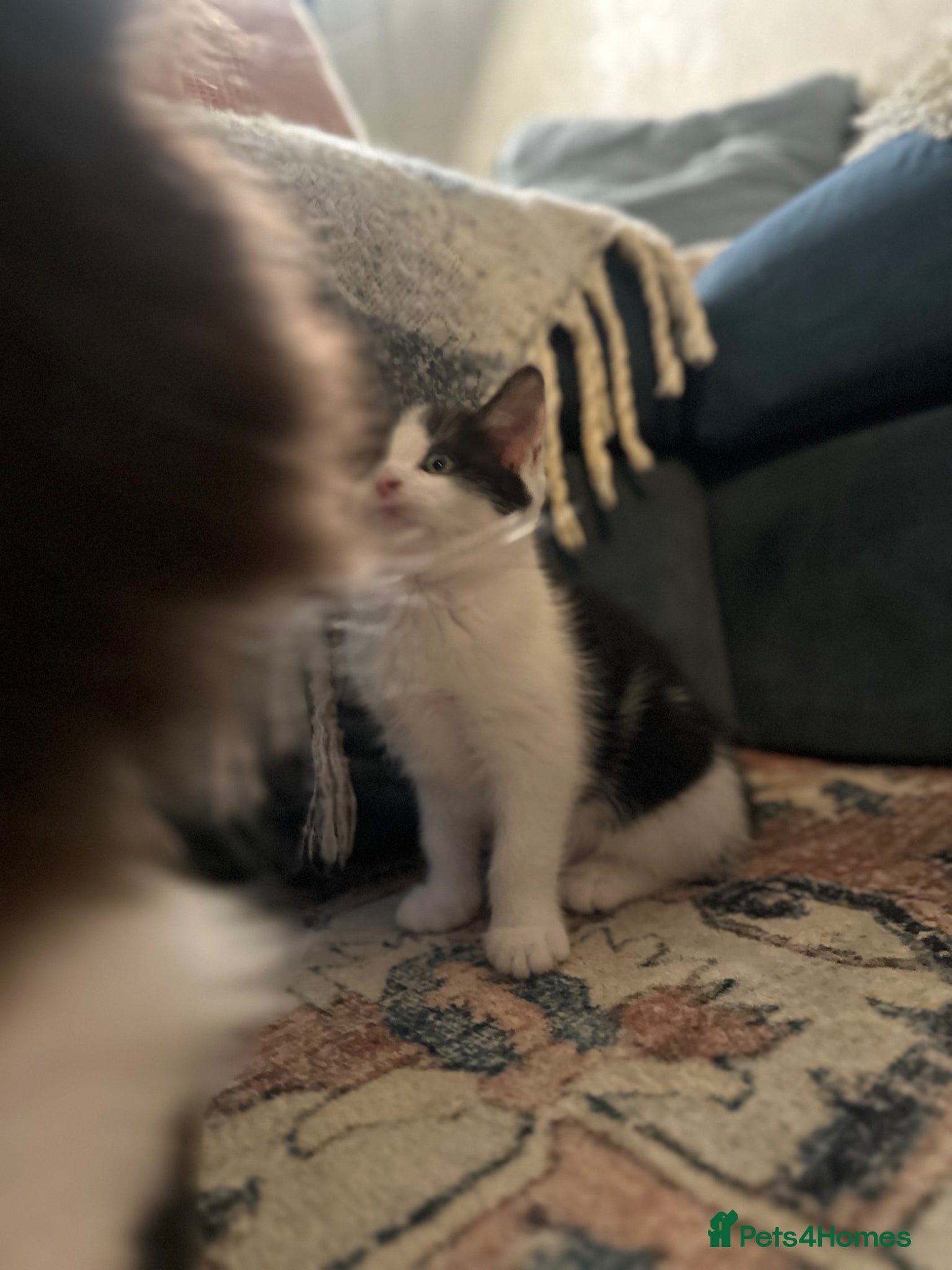 Mixed Breed cats for sale: Ready too leave beautiful kittens 2 temaining - Advert 6