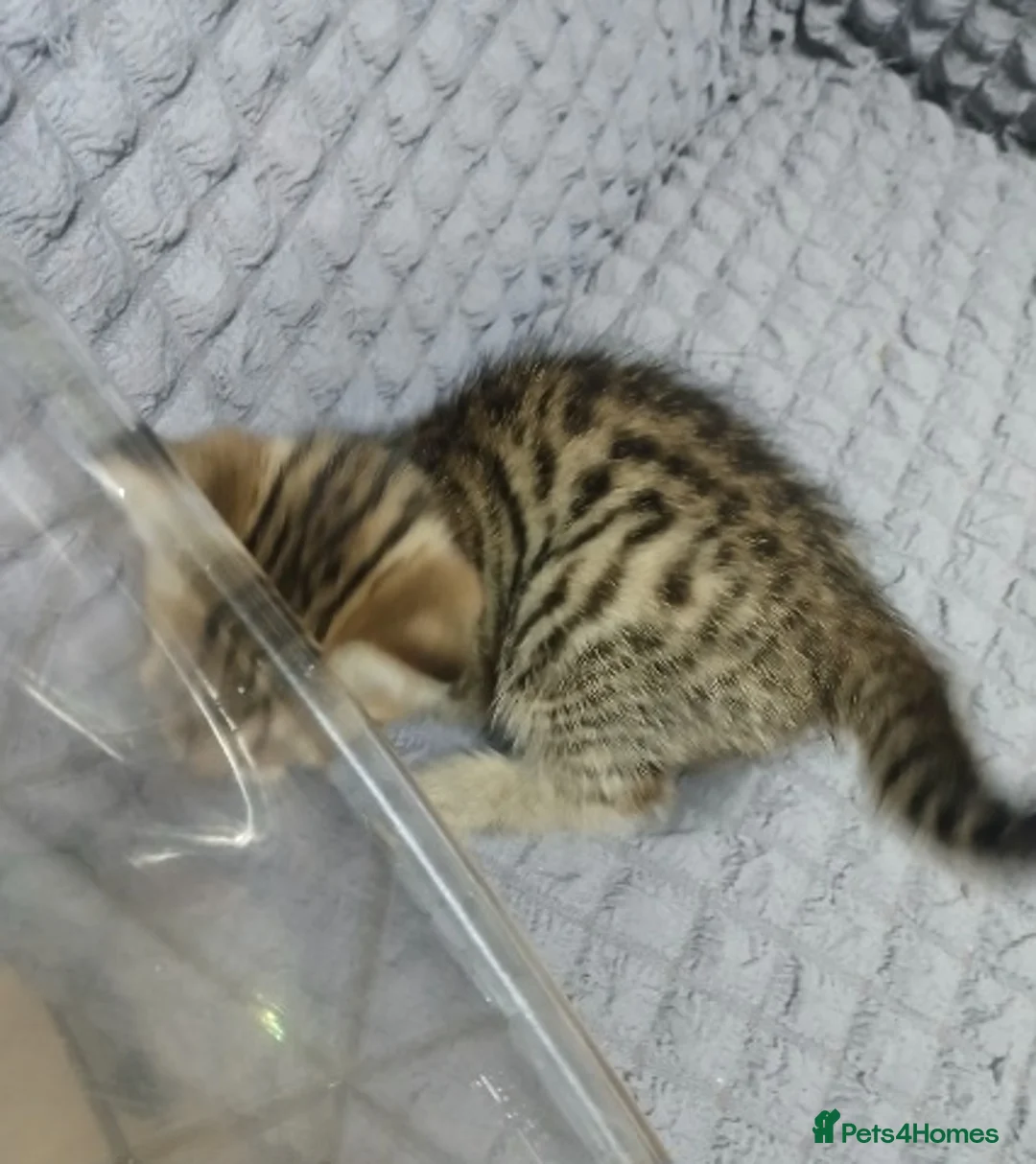 Bengal cats for sale: Beautiful mixed bengal kittens - Advert 8