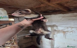 Ferret rodents for sale: 9 Ferrets for sale - Image 19