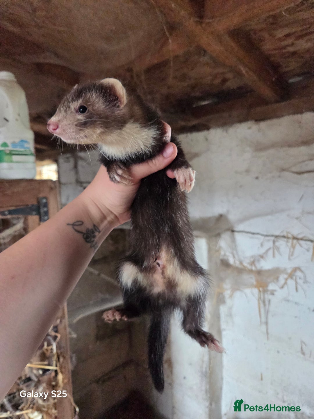 Ferret rodents for sale: 9 Ferrets for sale - Image 19