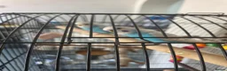 Parrots birds for sale: Pair of Blue Budgies for £150 in Birmingham - Advert 3
