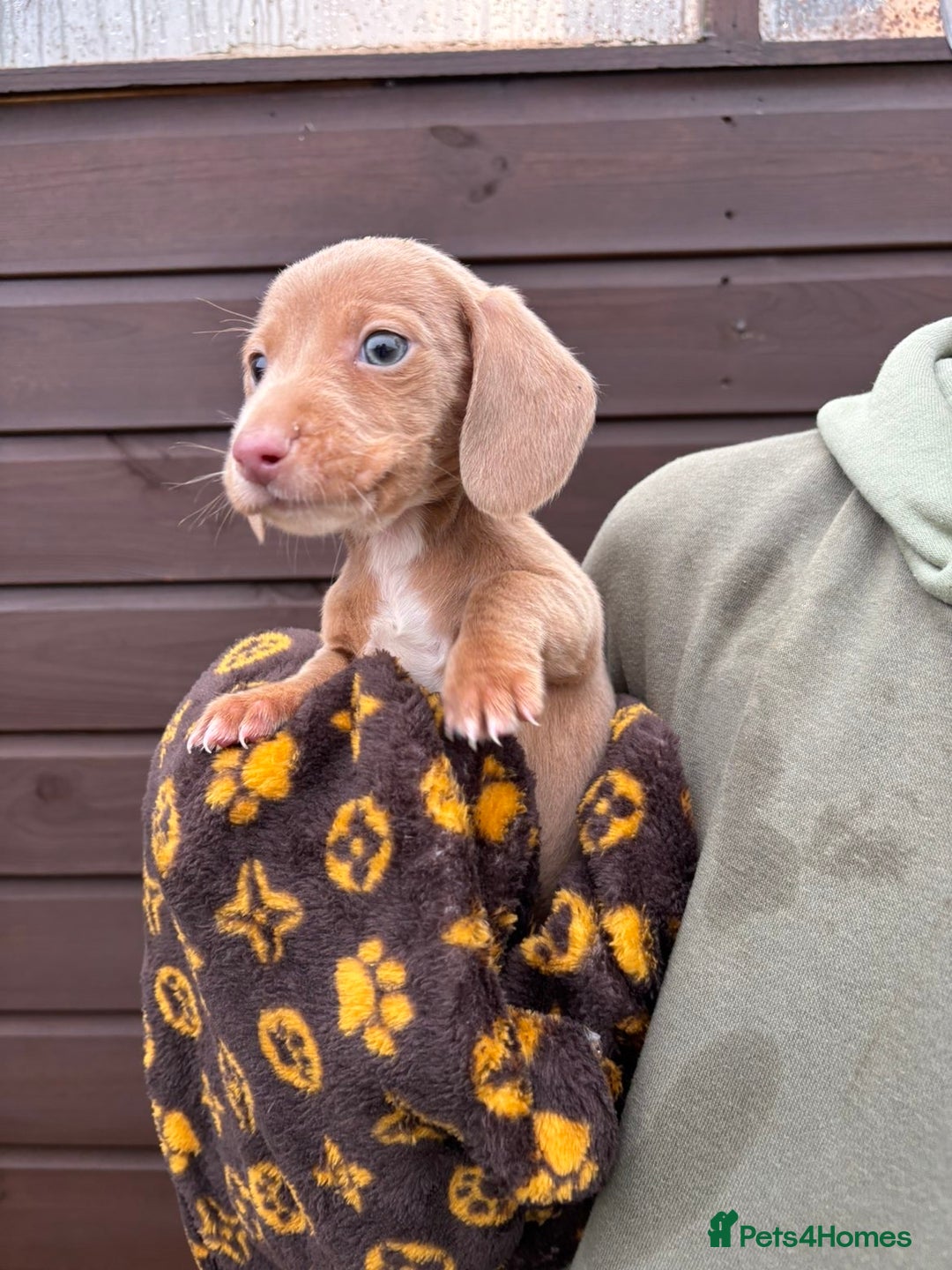 Dachshund dogs for sale: 🎅Beautiful miniature dachshunds🏡 - Advert 4