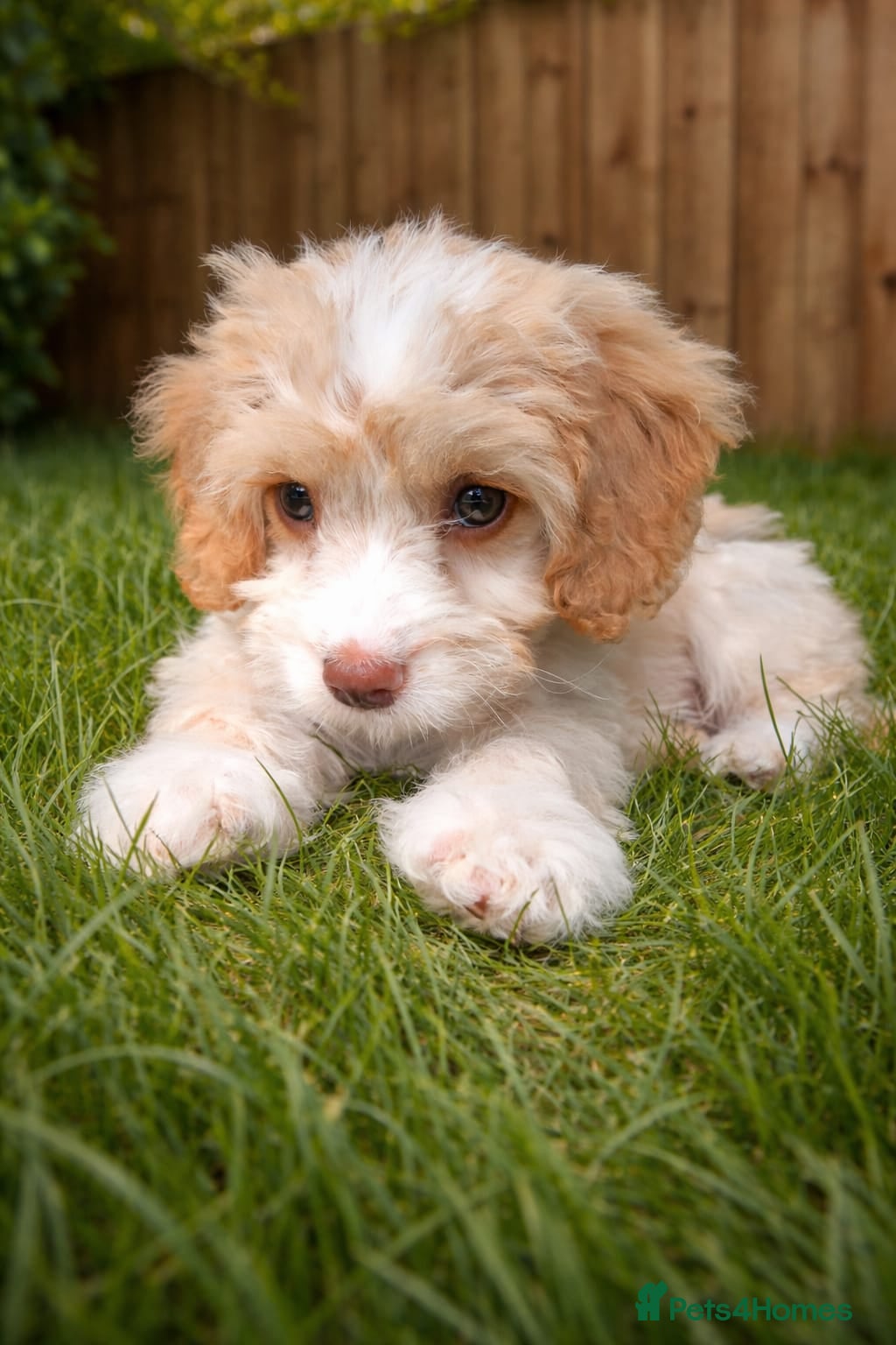 Cockapoo dogs Apricot cookapoo girl - Advert 2