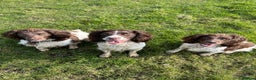 English Springer Spaniel dogs for stud: *KC registered* Gus available for stud in Pontefract - Advert 17
