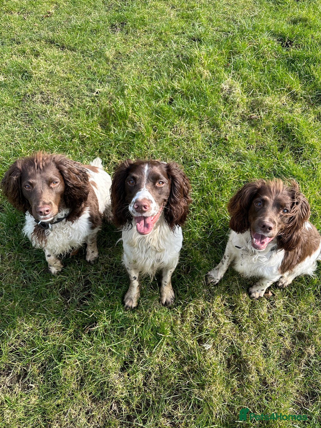 English Springer Spaniel dogs for stud: *KC registered* Gus available for stud in Pontefract - Advert 17