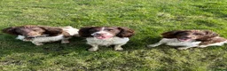 English Springer Spaniel dogs for stud: *KC registered* Gus available for stud in Pontefract - Advert 17