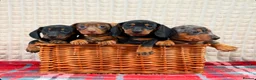 Miniature Dachshund dogs for sale: STUNNING KC MINI DACHSHUND PUPPIES READY NOW  - Advert 12