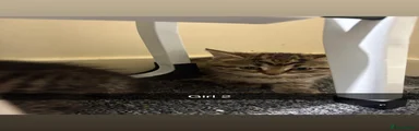 Mixed Breed Kitten 2