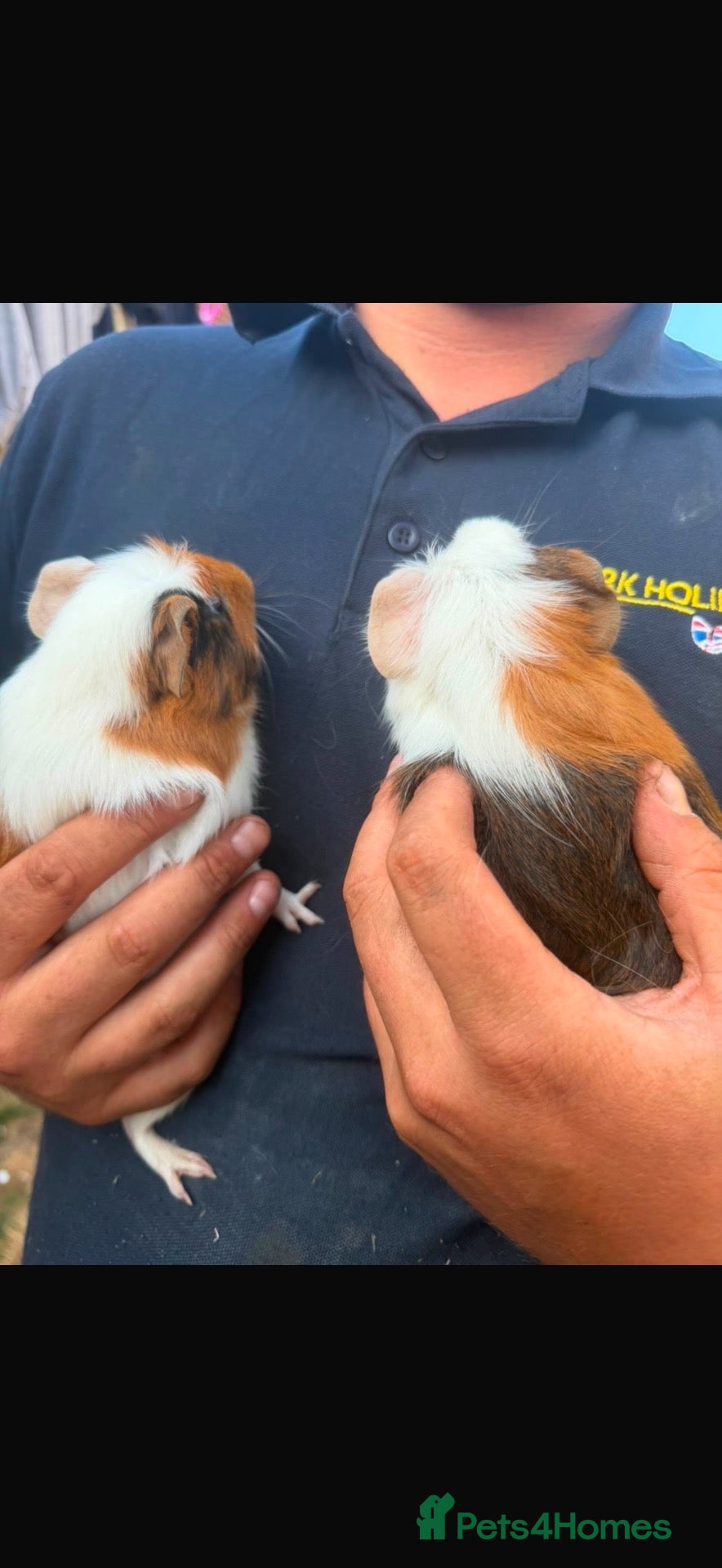Guinea Pig rodents Guinea pigs  - Advert 1