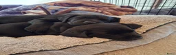 Labrador Retriever dogs for sale: Black Labrador pups, KC, dna tests, great scores - Advert 28