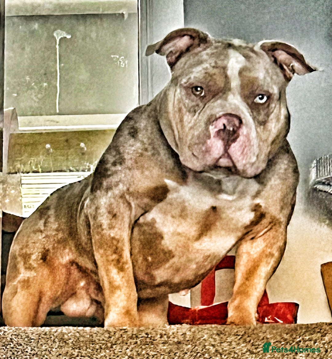 American Bully dogs for stud: Proper stud  - Image 1