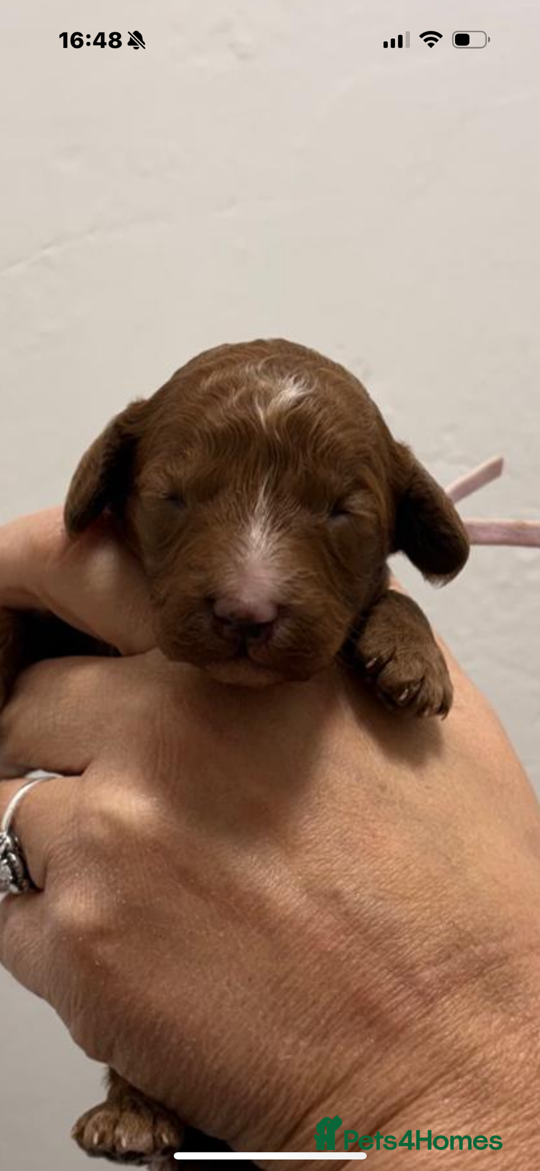 Australian Labradoodle dogs for sale: Beautiful Labradoodle puppies  - Advert 7