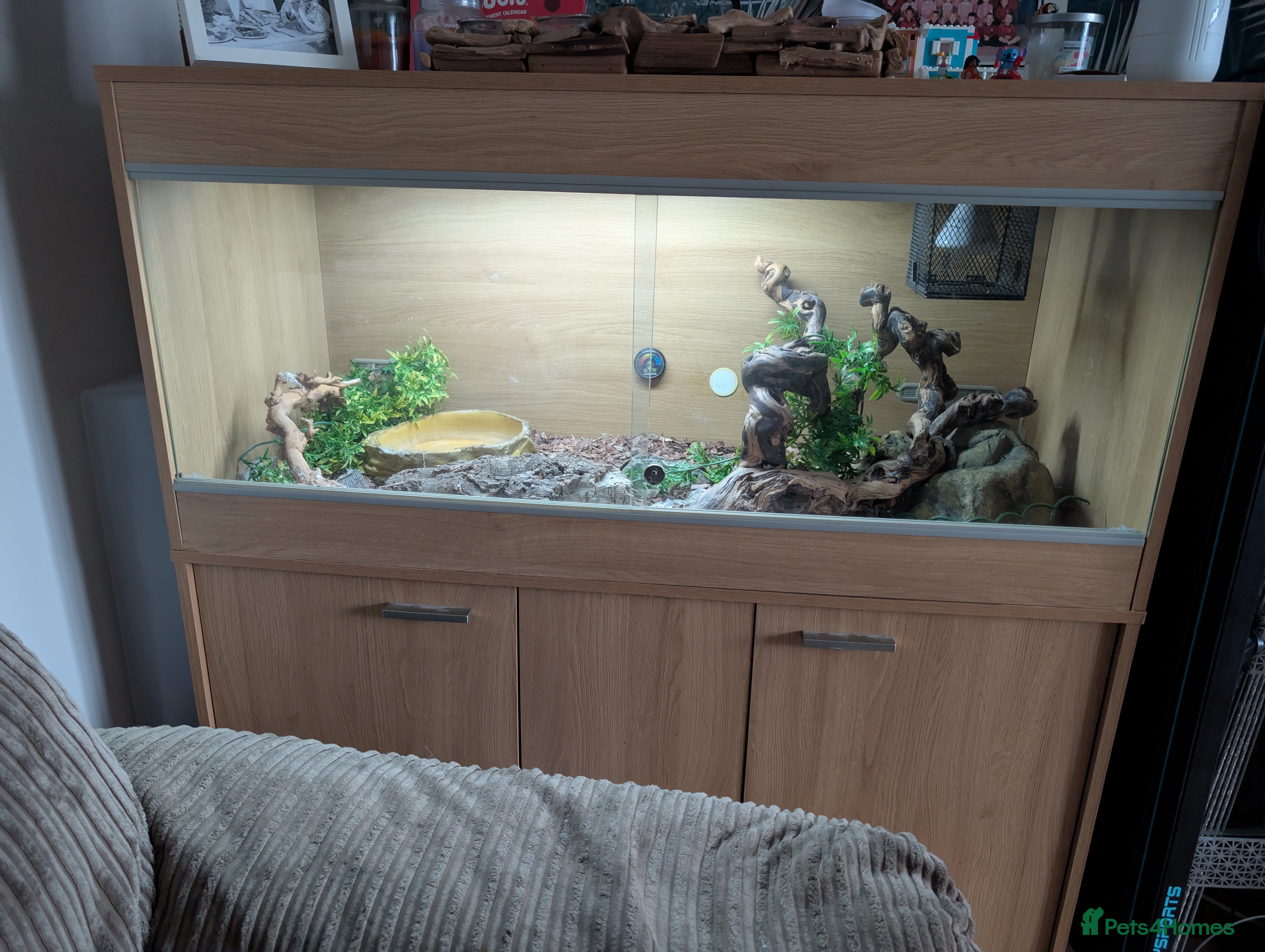 Python Snake reptiles Ball python and set up - Advert 2